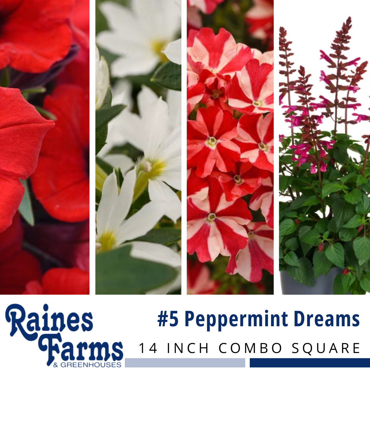 #5: Peppermint Dreams 14 Inch Combo Square